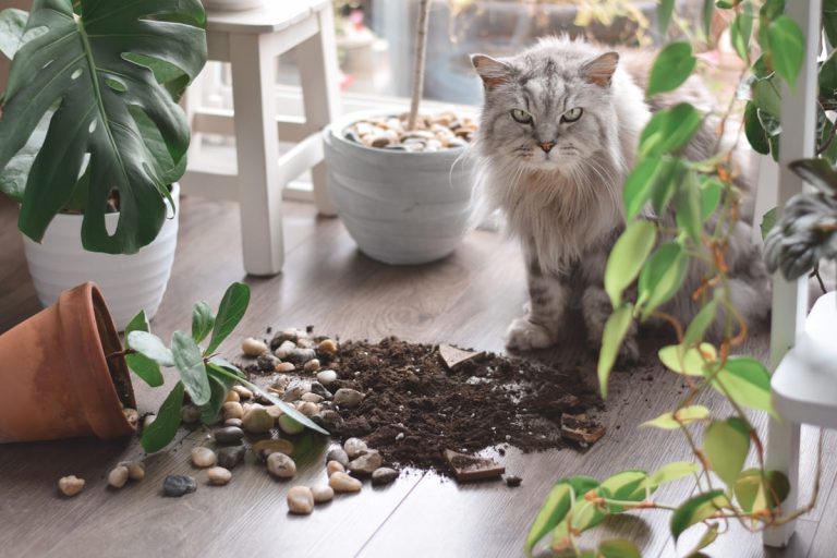 guilty-cat-sitting-beside-plant-pot-and-spilt-soil