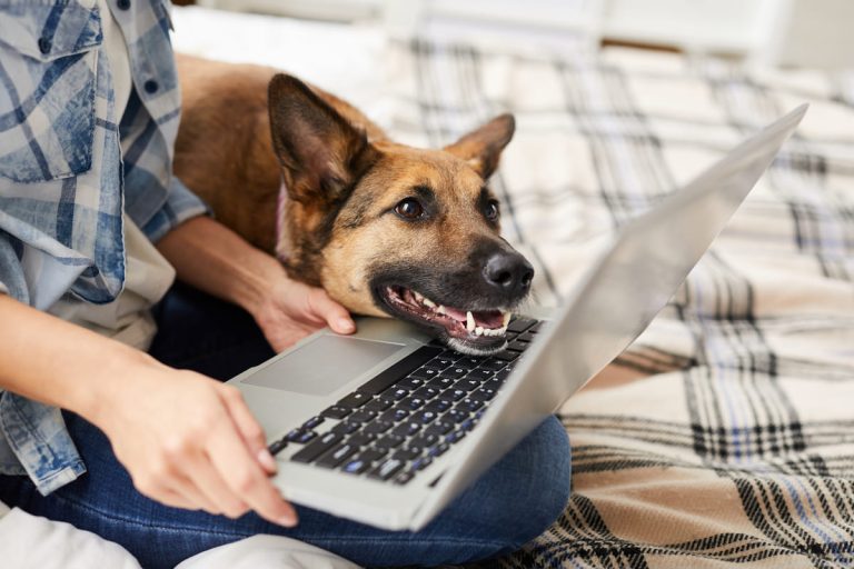 dog-looking-at-laptop-screen